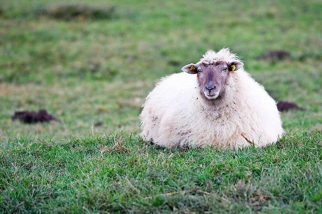 Wie drei scheinbar tote Kanderner Schafe wiederauferstehen konnten