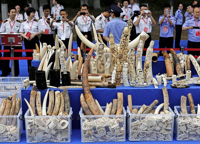 Ab 1. Januar gilt Elfenbeinverbot in China   | Foto: dpa