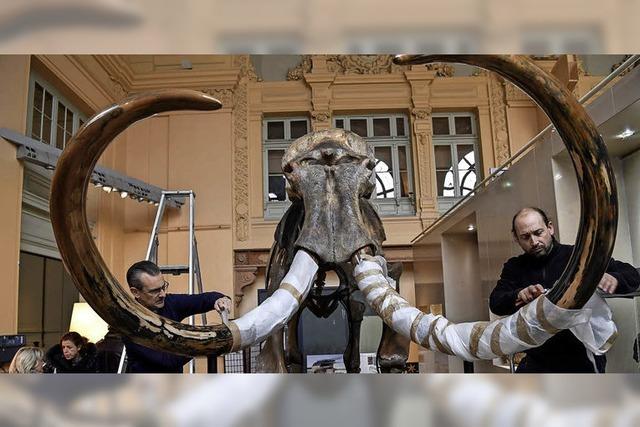 Straßburger Unternehmer gönnt sich Mammut