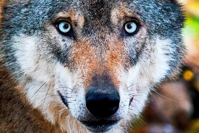 Ein Wolf hat in der Nhe von Freudenstadt Hirsche gerissen. (Symbolbild)  | Foto: dpa