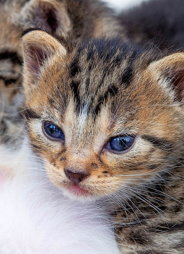 S, so ein Katzenbaby   | Foto: dpa