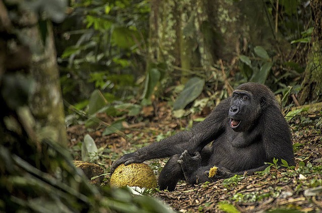 Das Foto dieses   jungen Gorillas aus ...orischen Museum in Basel zu bestaunen.  | Foto: daniel nelson