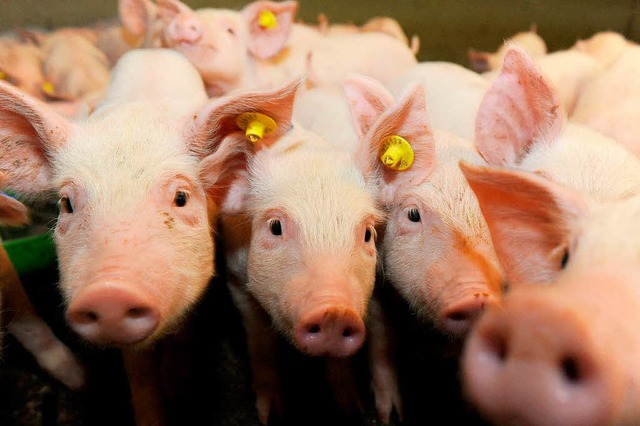 Schweinezchter verdienen gut.  | Foto: dpa