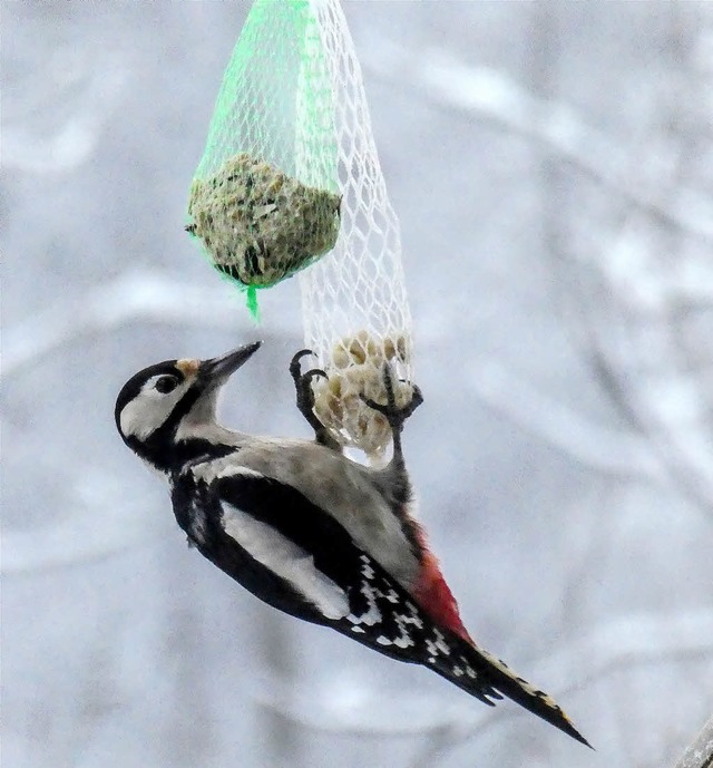   | Foto: Gerhard Schaum 