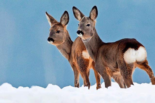 Jger im Landkreis Lrrach erhalten Sondergenehmigung, um Rehe im Winter zu fttern