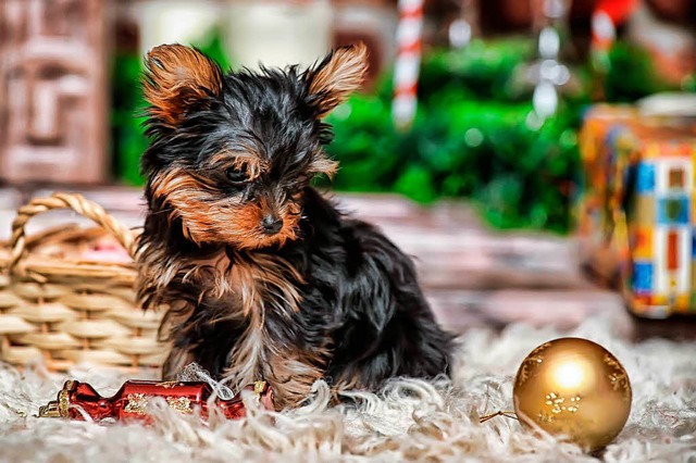 Wenn sich die Weihnachtsstimmung legt,...e Tiergeschenke zurckgebracht werden.  | Foto: dpa-tmn