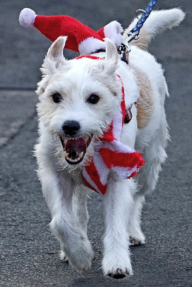 Ein Hund kann ganz lieb daherkommen,  aber auch schon mal Menschen angreifen.   | Foto: Symbolfoto: dpa