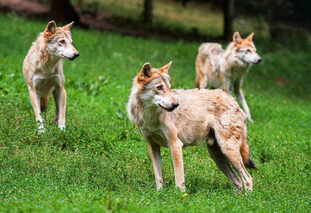 Im Sdwesten knnten sich in absehbarer Zeit Wolfsrudel bilden.  | Foto: dpa