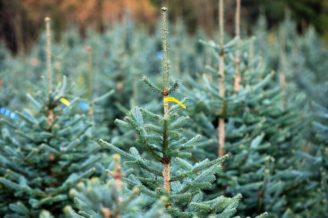 Blick in eine Plantage mit Weihnachtsbumen.  | Foto: DPA