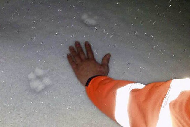 Das Foto der Spur,  die  die Mnner vo... 4.30 Uhr nachts an der L 172 fanden.   | Foto: Privat