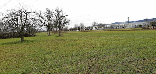 Dass Mllheim auf diesem Wiesengrundst...hme fr das Landratsamt Einwendungen.   | Foto: Dorothee Philipp