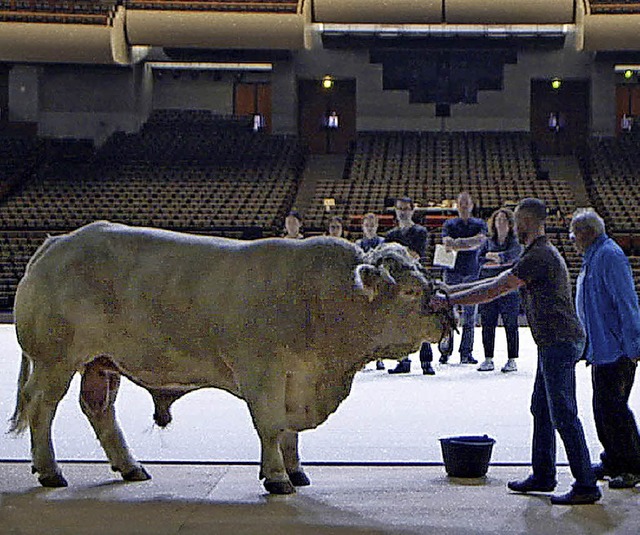 Was macht der Stier auf der Bhne?   | Foto: Kool