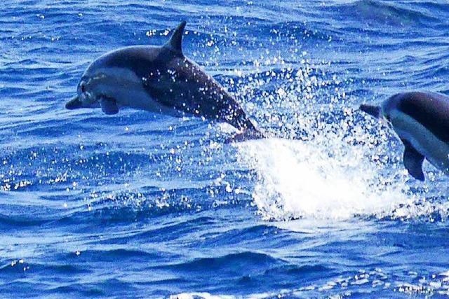 Neue Ruhezone für Wale und Delfine im Mittelmeer