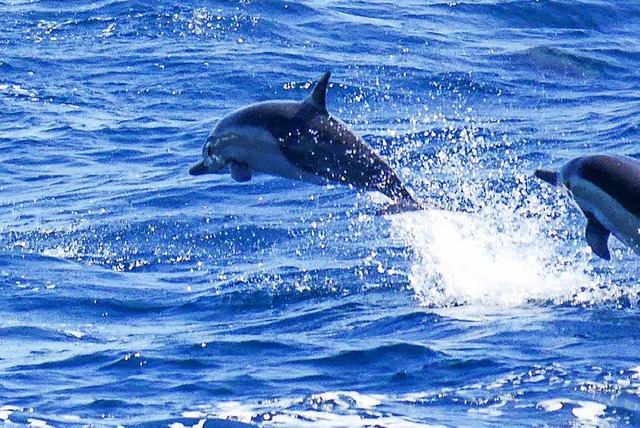 Im Mittelmeer leben  viele Delfinarten.   | Foto: dpa