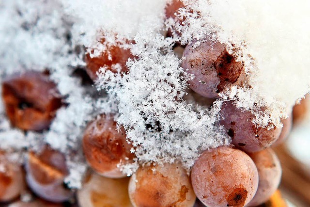 Schneebedeckte Trauben der Sorte Riesling   | Foto: dpa