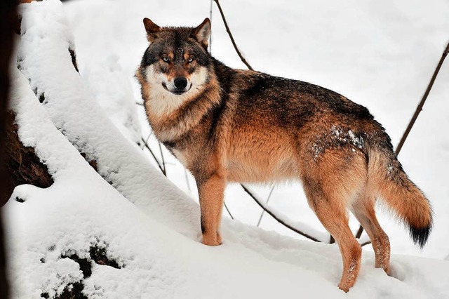 Der Wolf erlegt Tiere nur, um sie auch zu essen (Symbolbild).  | Foto: dpa