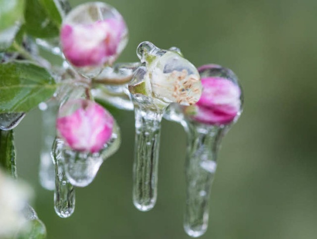 Frostschutz: Blten im Eismantel  | Foto: dpa