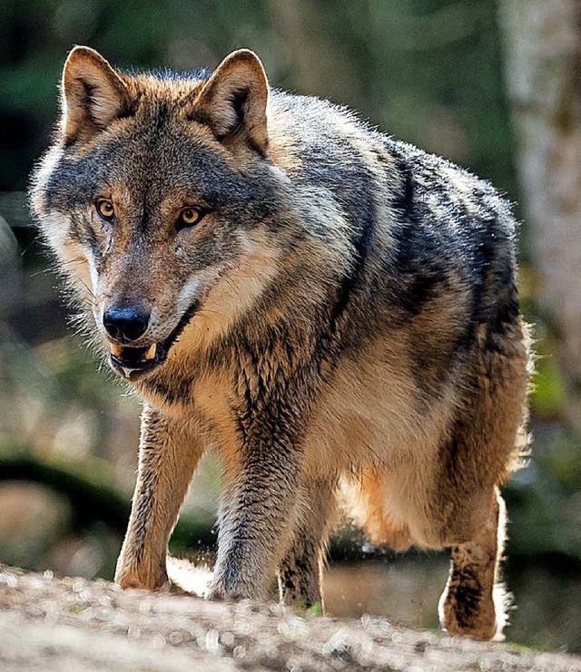 Wolf (im Gehege)   | Foto: dpa