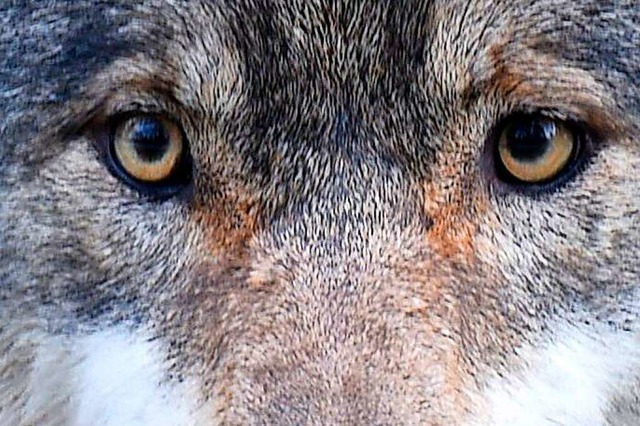 Mag Schafe: der Wolf  | Foto: dpa
