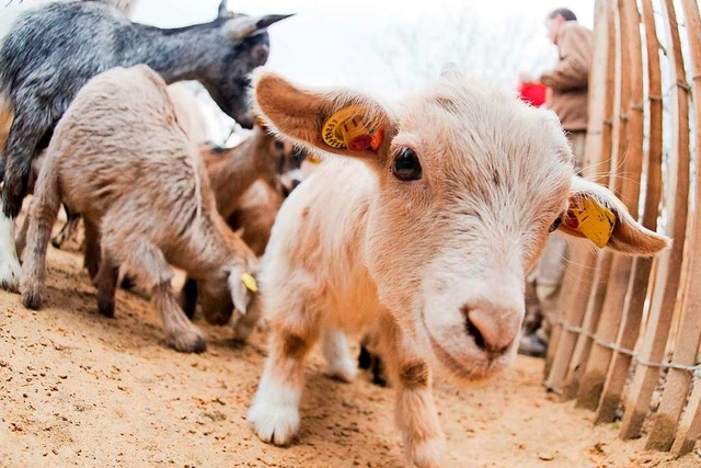 So s &#8211; und so selten, zumindes...Promille des landesweiten Bestands.     | Foto: dpa