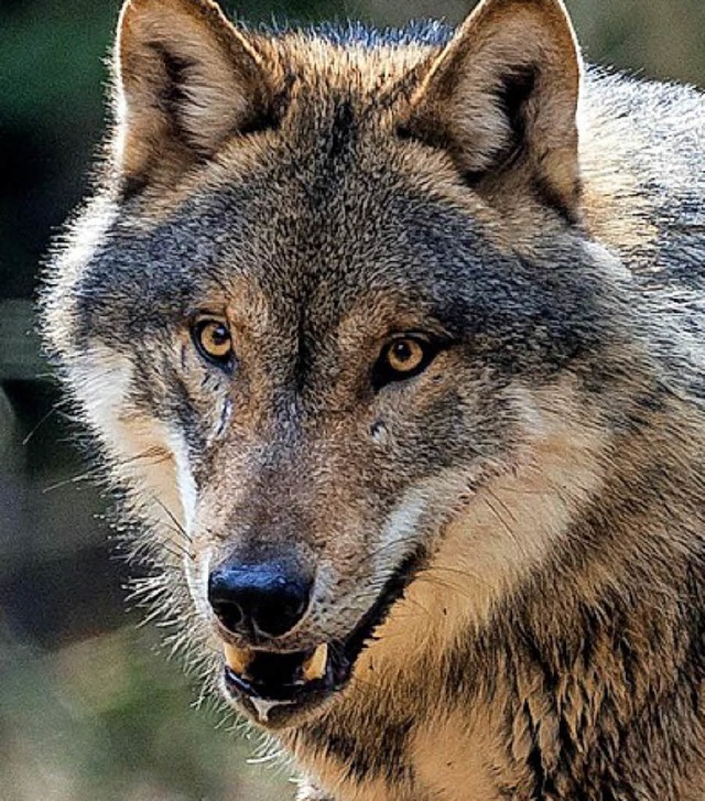 Im Schwarzwald gesichtet: ein Wolf  | Foto:  DPA