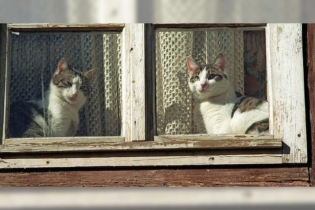 In der Katzenfalle