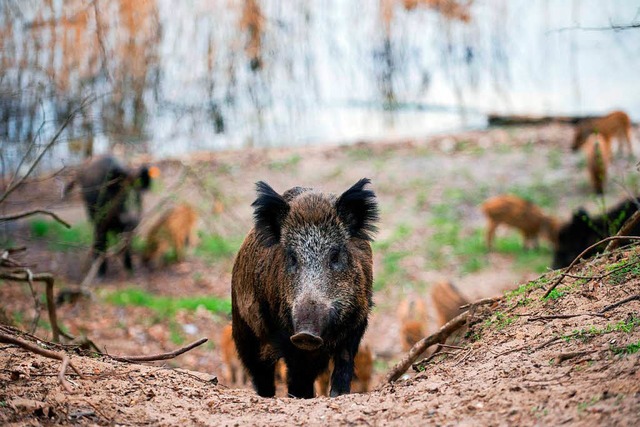 Im Visier: das Wildschwein   | Foto: DPA