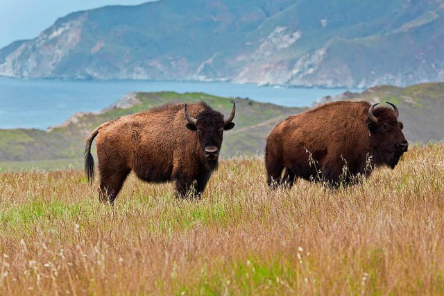 Bisons auf Catalina Island   | Foto: dpa