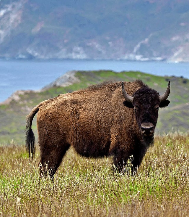Bisons auf Catalina Island   | Foto: dpa