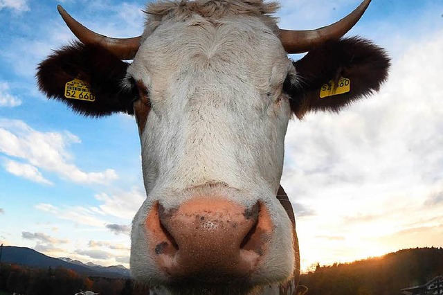 Nicht mit mir! Eine Kuh ist vor dem Sc...sam auf der Rheintalstrecke platziert.  | Foto: dpa