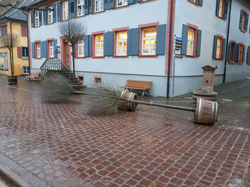Umgeworfene Pflanzenkbel in Ettenheim
