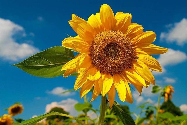 Sonnenblumen saugen radioaktive Stoffe auf