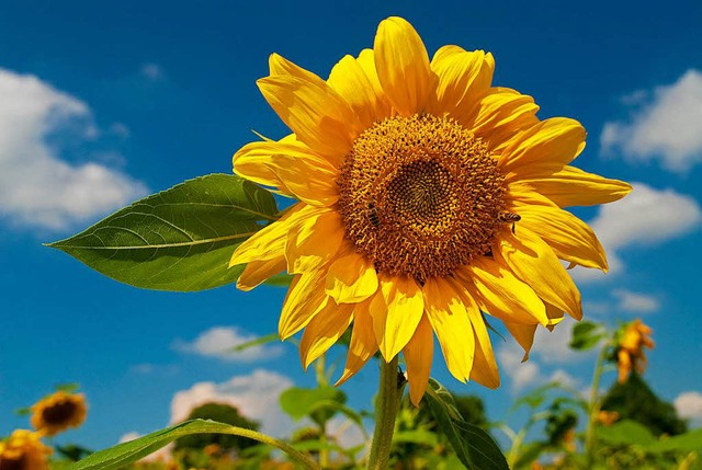 Sonnenblumen ziehen viele nektarliebende Insekten an.   | Foto: Ingo Seehafer