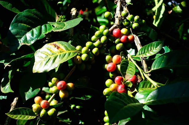 Kaffeebohnen der Sorte Arabica wachsen an einem Strauch.  | Foto: Jens Kalaene