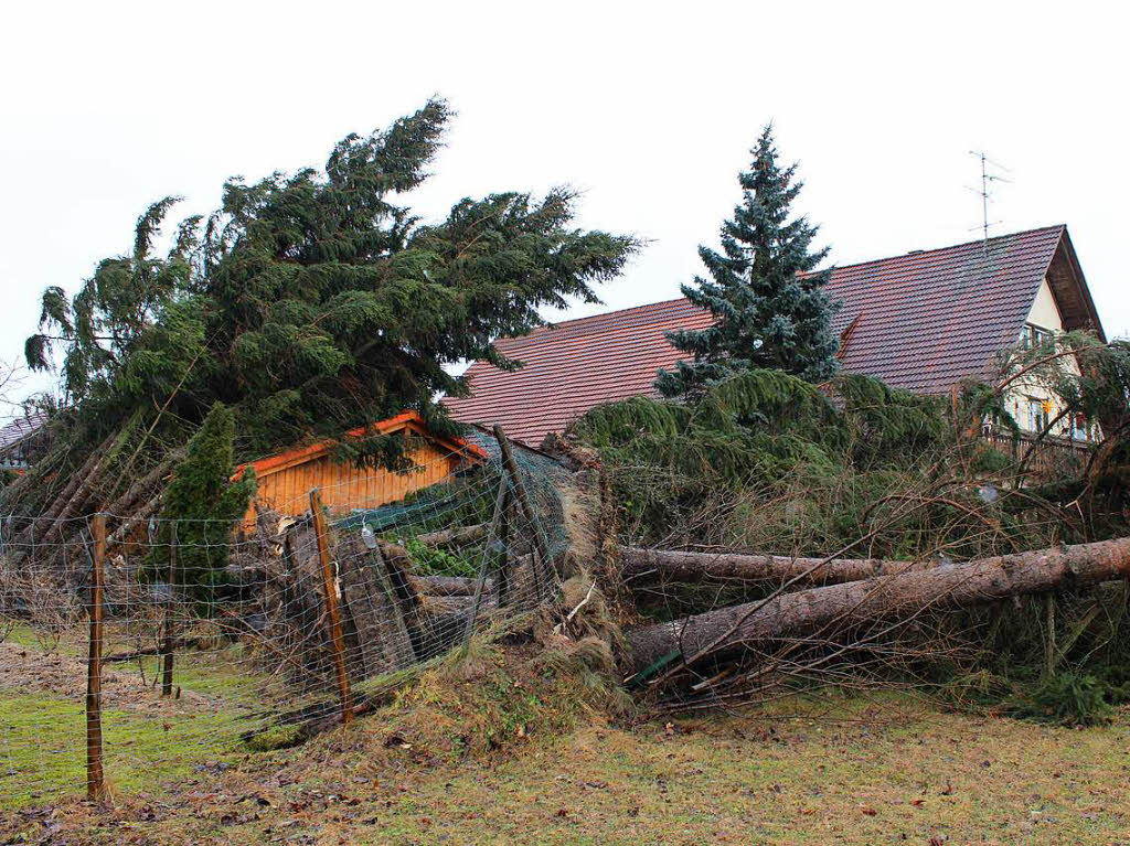 Sturm Burglind hat ganze Arbeit getan: In Unadingen fielen fast alle Tannen in einem Garten in der Kirchckerstrae dem Orkantief zum Opfer.