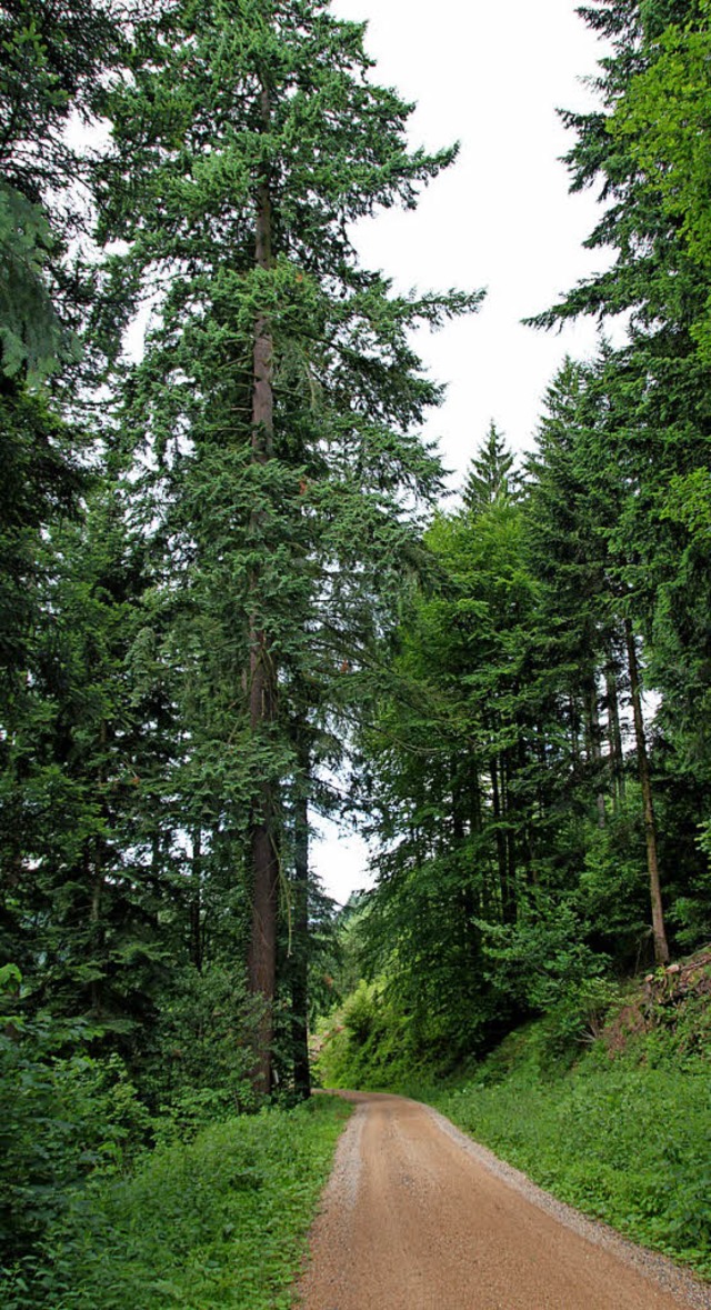 Zum Wald gehrt auch die Bewirtschaftung.   | Foto: Model