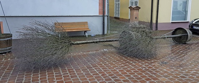 Umgeworfene Pflanzenkbel in Ettenheim  | Foto: Karl Kovacs