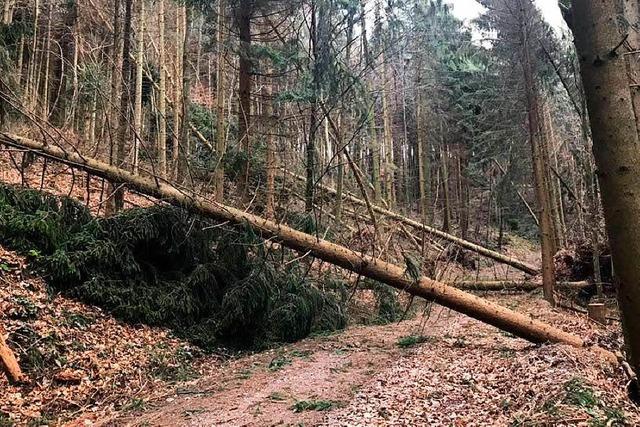 Viele umgestrzte Bume und eine halbzerstrte Htte