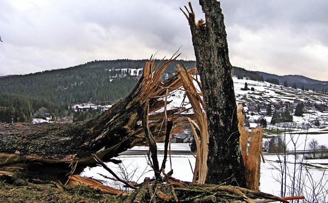 Diese mehr als 100 Jahre alte Fichte i...d wurde vom Sturm dennoch umgerissen.   | Foto: Ulrike Spiegelhalter