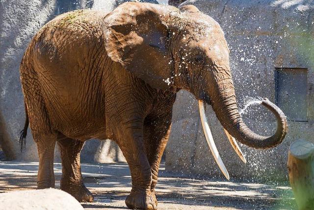 Die älteste Elefantin des Basler Zoos ist tot