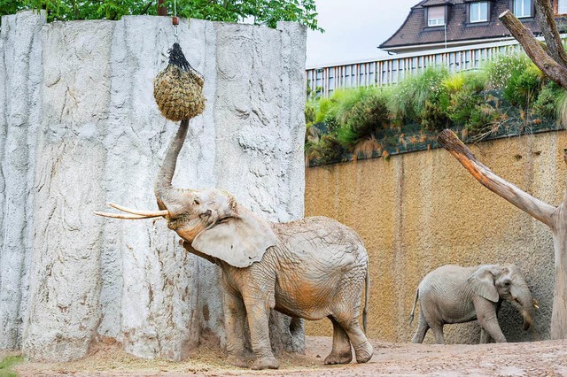 Die Elefantenkuh Malayka  | Foto: Zoo Basel (Torben Weber)