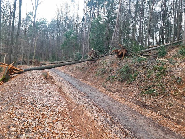 Am Burgweg (Gemarkung Kollmarsreute) w...Bume vom Sturm &#8222;gefllt&#8220;.  | Foto: Stadt Emmendingen