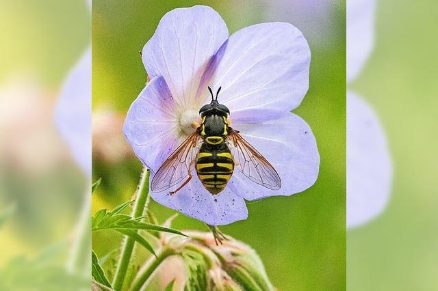 Verbnde fordern mehr Schutz fr Insekten