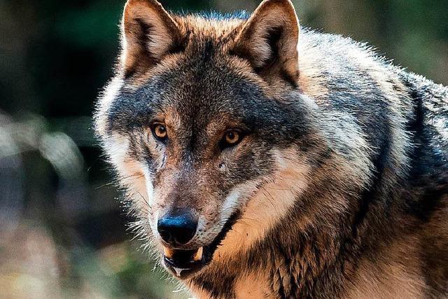 Die Besorgnis vor dem ersten Wolf geht unter Ziegenhaltern im Wiesental um