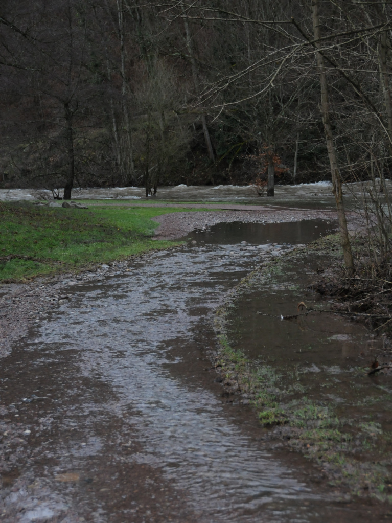 Krftig steigt  der Pegel der Wiese  - hier bei Maulburg -  nach  den Regenfllen  der  vergangenen  Stunden. Das Wasser  hat bereits das vor einiger Zeit  geschaffene  berschwemmungsgebiet  unterhalb der B317 geflutet.  Auch  der Spazierweg ist    teilweise  unter Wasser  gesetzt.