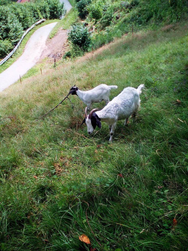 Im Sommer sind Ziegen gerne auf den We...ber brauchen sie Schutz vor der Nsse.  | Foto: Katja Lange 