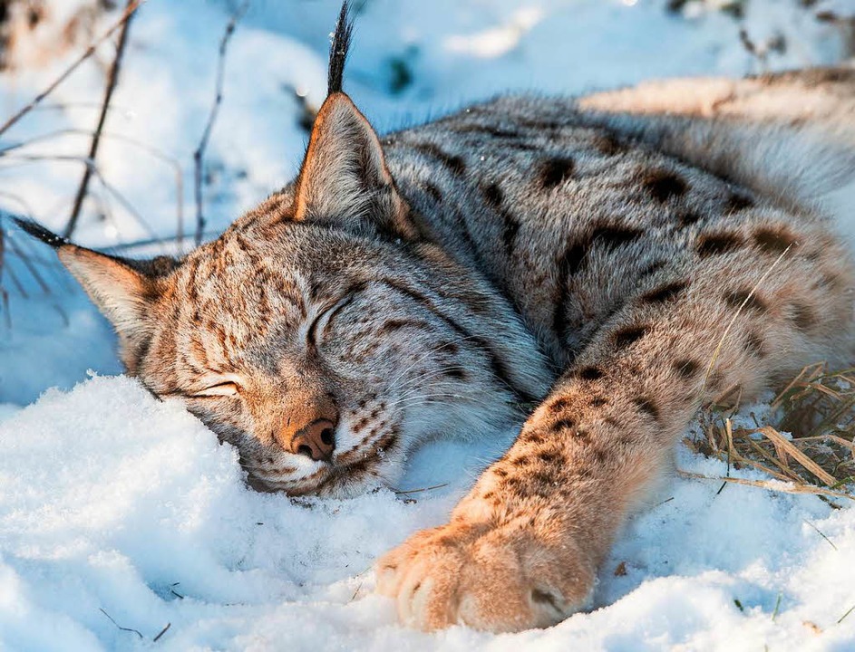 Mittagsschläfchen im Schnee: Im Dreisa...r allerdings lebt in einem Tiergehege.  | Foto: Patrick Pleul