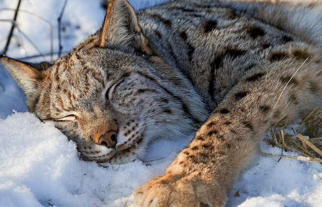 Ein schlafender Luchs &#8222;kuschelt&...ch in den Schnee &#8211; im Tierpark.   | Foto: dpa