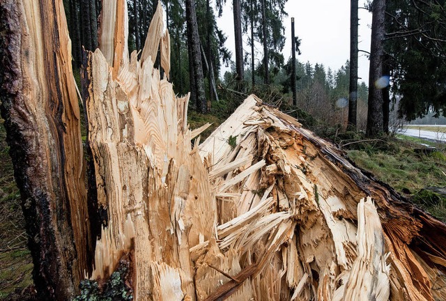 Umgestrzte Bume hatten nach Sturm Bu...Strom fast 24 Stunden ausgefallen war.  | Foto: Symbolbild: Patrick Seeger/DPA