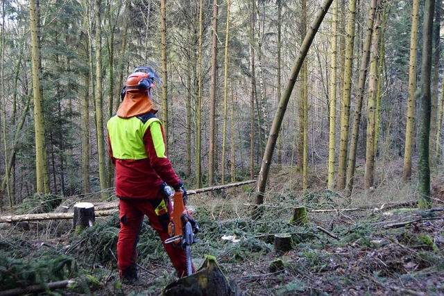 Stamm um Stamm mssen die Forstmitarbeiter aus der Flche ziehen.  | Foto: Felix Lieschke